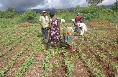 Promoting Sustainable Agriculture for Food Security and Nutrition