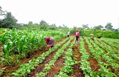 Innovative sustainable agricultural Training